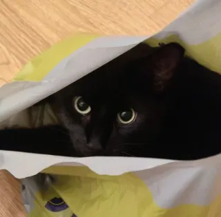 🐱 38d0f47a gato, gato negro, bolsa, mascota, animal, gato doméstico, lindo, gatito telegram sticker