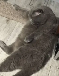 Cats by Lola telegram stickers