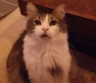 🐱 4e932ef5 gato, mascota, animal, animal doméstico, mamífero, felino, peludo telegram sticker