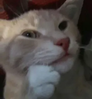 🐱 5d4e50b2 gato, animal, lindo, pensando, mascota, felino telegram sticker