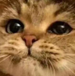 🐱 5fd4b7a4 gato, lindo, animal, mascota, gatito, cara telegram sticker