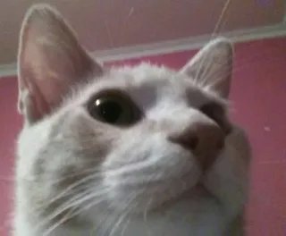 🐱 6512cc6e gato, animal, gato doméstico, mascota, mamífero, felino telegram sticker