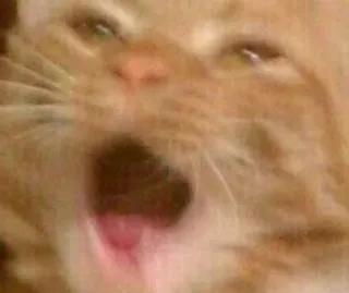 🐱 71e973f8 gato, bostezando, naranja, mascota, animal, gracioso, meme telegram sticker