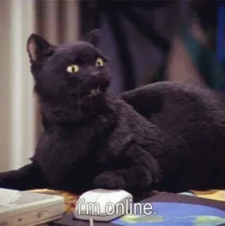 🐱 81525fe6 I'm online. gato, online, internet, ordenador, meme, humor telegram sticker