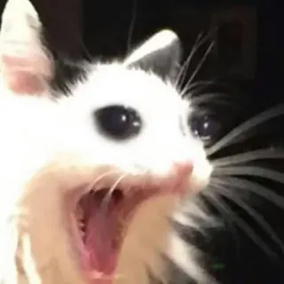 🐱 8d282226 gato, meme, gritando, animal, gracioso, gato blanco, boca abierta telegram sticker