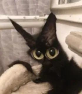 🐱 97ceb37c gato, gato negro, gatito, animal, mascota, lindo, ojos telegram sticker