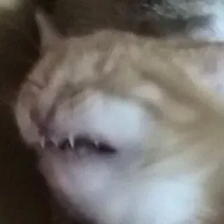 🐱 9cf128dc gato, animal, mascota, felino, durmiendo, lindo, doméstico telegram sticker