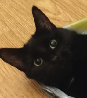 🐱 a0adaafa gato, gato negro, animal, mascota, animal doméstico, felino, ojos telegram sticker