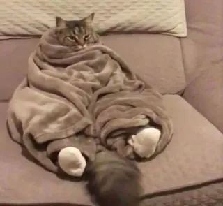 🐱 a7e7ebb9 gato, manta, acogedor, animal, mascota, lindo, dormilón, cálido telegram sticker