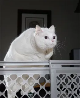 🐱 ae754f5b gato, gato blanco, mascota, animal, gato doméstico, mamífero telegram sticker