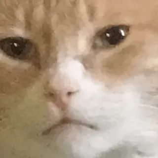 🐱 ae96aac5 gato, animal, mascota, meme telegram sticker