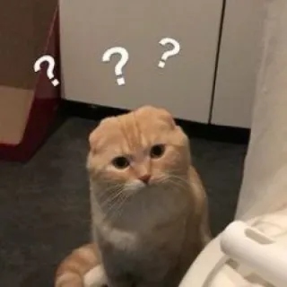 🐱 b239ca5b ??? gato, signos de interrogación, confundido, mascota, animal, meme telegram sticker