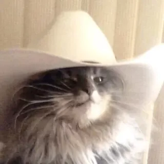 🐱 c08b0f61 gato, vaquero, sombrero, animal, mascota, oeste telegram sticker