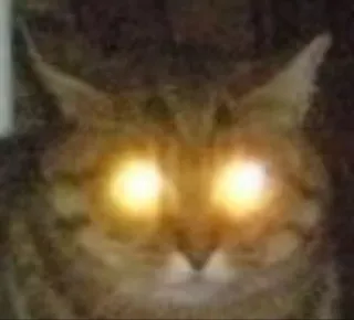 🐱 c1cc6fb9 gato, ojos, brillantes, animal, meme, gracioso telegram sticker