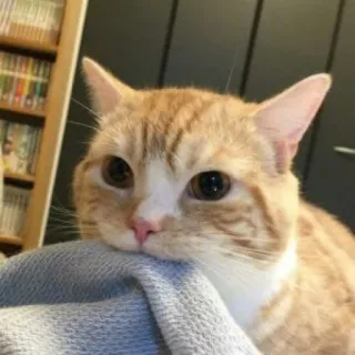 🐱 c71cebea gato, gato naranja, mascota, animal, lindo, gato doméstico telegram sticker