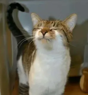 🐱 c8e13d1f gato, animal, mascota, animal doméstico, felino telegram sticker