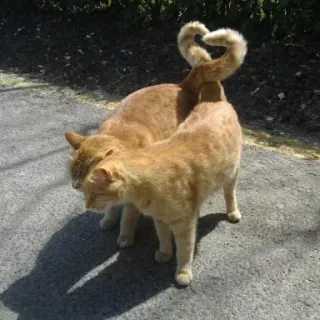 Cats by Lola telegram stickers