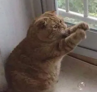 🐱 e6f90877 gato, gato naranja, lindo, animal, mascota, ventana telegram sticker