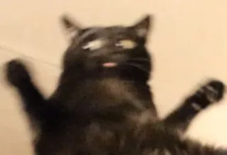 🐱 e969268e gato, gato negro, divertido, animal, mascota, lengua telegram sticker