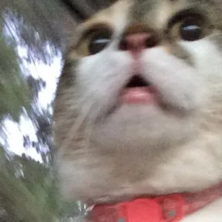 🐱 f09b9916 gato, impactado, mascota, sorprendido, animal, collar telegram sticker