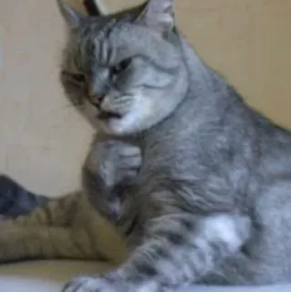 🐱 f47e93cb gato, enfadado, puño, gris, animal, doméstico telegram sticker