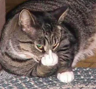 🐱 feee6c99 gato, dedo corazón, ofensivo, grosero, animal, mascota telegram sticker