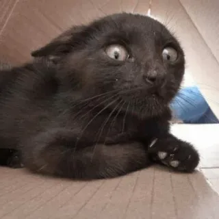 🐱 0040358b chat, chat noir, chaton, animal, animal de compagnie, effrayé, mignon telegram sticker