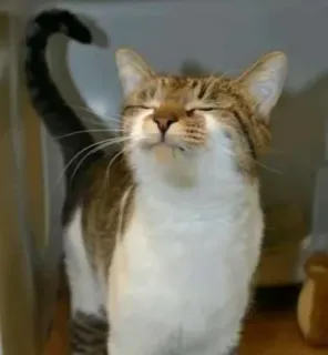 🐱 0b9aca45 chat, animal, animal de compagnie, chat domestique, mignon telegram sticker