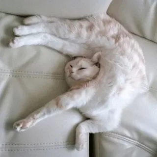 🐱 115c818a chat, drôle, flexible, animal, mignon, animal de compagnie telegram sticker