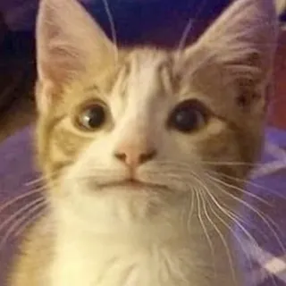 🐱 415fb80c chat, chaton, animal de compagnie, animal, chat domestique, chat tigré telegram sticker