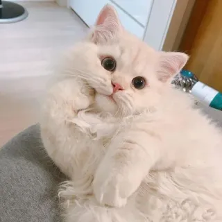 🐱 7de8d63b chat, mignon, animal de compagnie, doux, animal, chaton, chat blanc telegram sticker