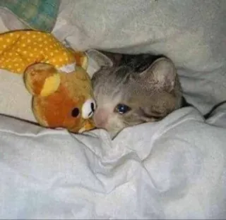 🐱 7ea11f84 chat, triste, mignon, ours en peluche, animal de compagnie, animal, chaton telegram sticker