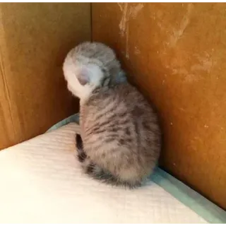 🐱 9649e99f chaton, chat, animal, animal de compagnie, mignon, petit, félin telegram sticker
