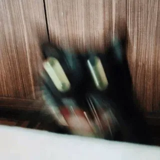 🐱 b308d818 chat, chat noir, flou, animal, animal de compagnie telegram sticker