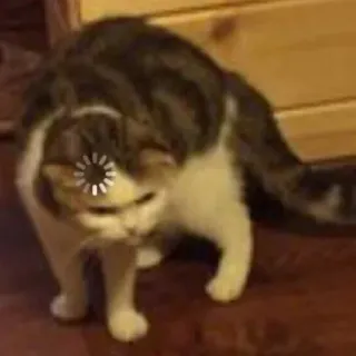 🐱 c95138c2 chat, chargement, attente, drôle, mignon, mème telegram sticker