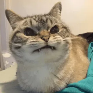 🐱 d54d9ae2 chat, animal, animal de compagnie, drôle, mème, mignon telegram sticker