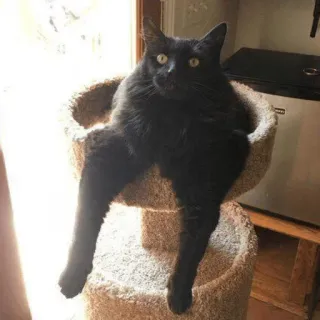 🐱 e5c5642d chat, chat noir, animal de compagnie, animal, chat domestique, arbre à chat, mignon, drôle telegram sticker