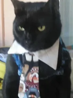 🤩 1a3be724 cat, black cat, tie, business, formal, pet, animal telegram sticker