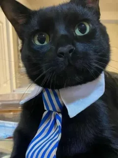 🤩 207bc287 cat, tie, pet, black cat, formal wear, animal telegram sticker