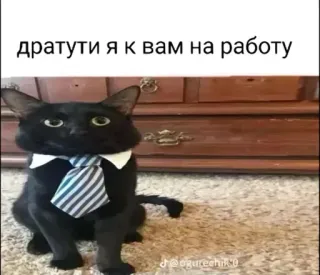 🤩 348a0549 дратути я к вам на роботу cat, office, tie, animal, funny, meme telegram sticker