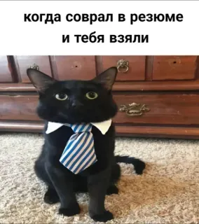 🤩 36572b17 когда соврал в резюме и тебя взяли cat, tie, resume, job, funny, humor, meme, animal telegram sticker