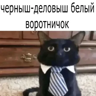 🤩 3bb55e6a черныш-деловыш белый
воротничок cat, business cat, tie, formal, russian text, meme telegram sticker