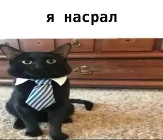 🤩 682265b4 Я насрал cat, tie, funny, animal, meme telegram sticker