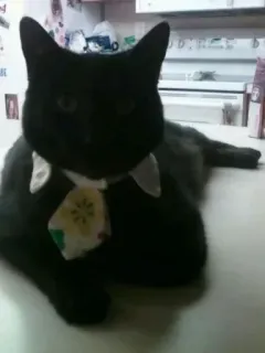 🤩 a1062caf cat, black cat, pet, animal, bowtie, domestic cat telegram sticker