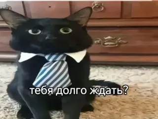 🤩 af7b4a33 тебя долго ждать? cat, tie, black cat, waiting, animal telegram sticker