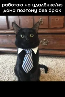 🤩 bb695bc9 работаю на удалёнке/из дома поэтому без брюк cat, tie, remote work, humor, office, pet, funny telegram sticker