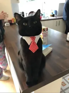 🤩 f68e4523 cat, pet, tie, suit, formal wear, animal, domestic animal telegram sticker