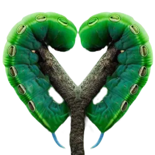 💚 0604289d 애벌레, 하트, 곤충, 자연, 초록색, 유충 telegram sticker