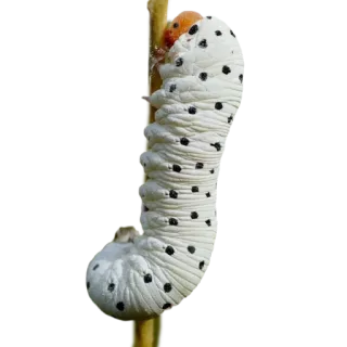 Caterpillar telegram stickers