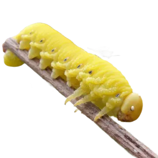 💛 18468e0b 애벌레, 곤충, 노란색, 자연, 유충, 동물 telegram sticker